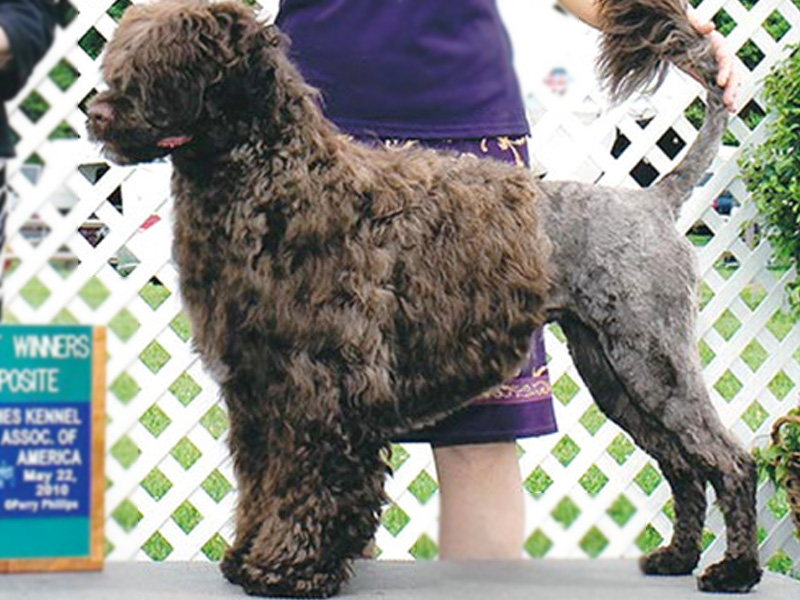 Keeva Bay Regd Portuguese Water Dogs | 3 Rhine Meadow Rd, Heidelberg, ON N0B 2M1, Canada | Phone: (519) 699-4770