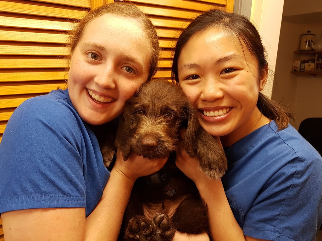 Don Head Village Animal Clinic | 737 Carrville Rd, Richmond Hill, ON L4C 6E5, Canada | Phone: (905) 707-9059
