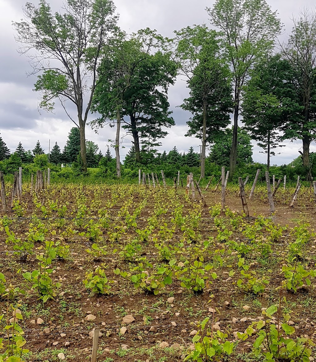 Négondos Vignoble Biologique | 7100 Rang St Vincent, Mirabel, QC J7N 3N1, Canada | Phone: (450) 258-2099