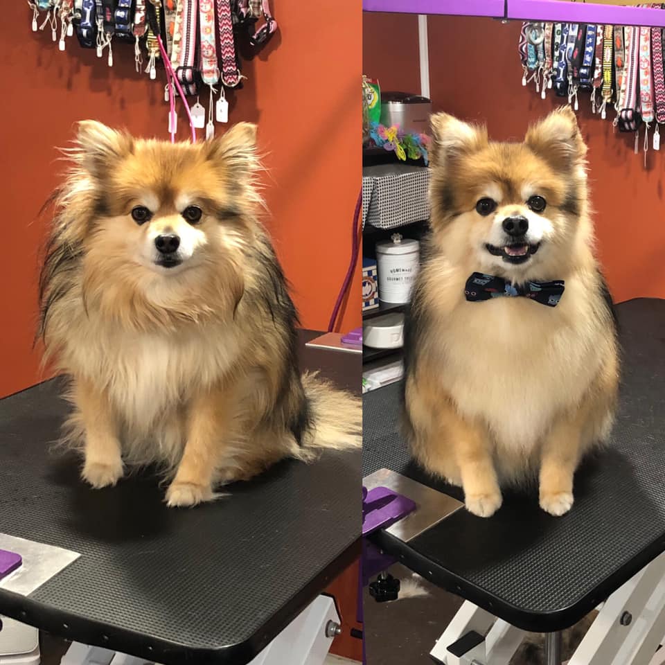 Kristal Clean Pet Grooming | 26 ONeal Rd, Second North River, NB E4J 3Z3, Canada | Phone: (506) 233-7387