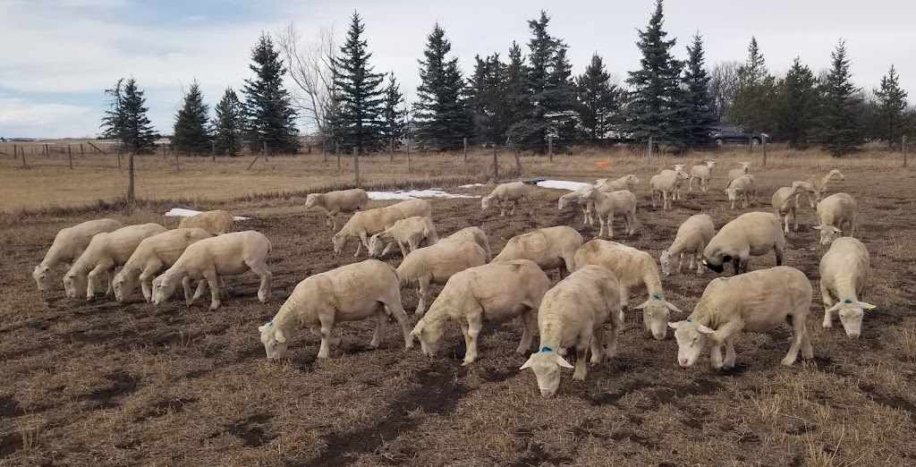 Anderson Family Sheep Ranch | 265041 Range Rd 274, ROCKY VIEW COUNTY, AB T4A 3J6, Canada | Phone: (403) 585-4887