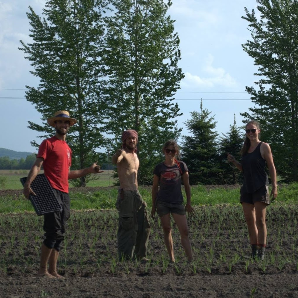 Ferme coop la Rosée | 115 Rang Saint Augustine, Notre-Dame-de-la-Paix, QC J0V 1P0, Canada | Phone: (819) 918-5358