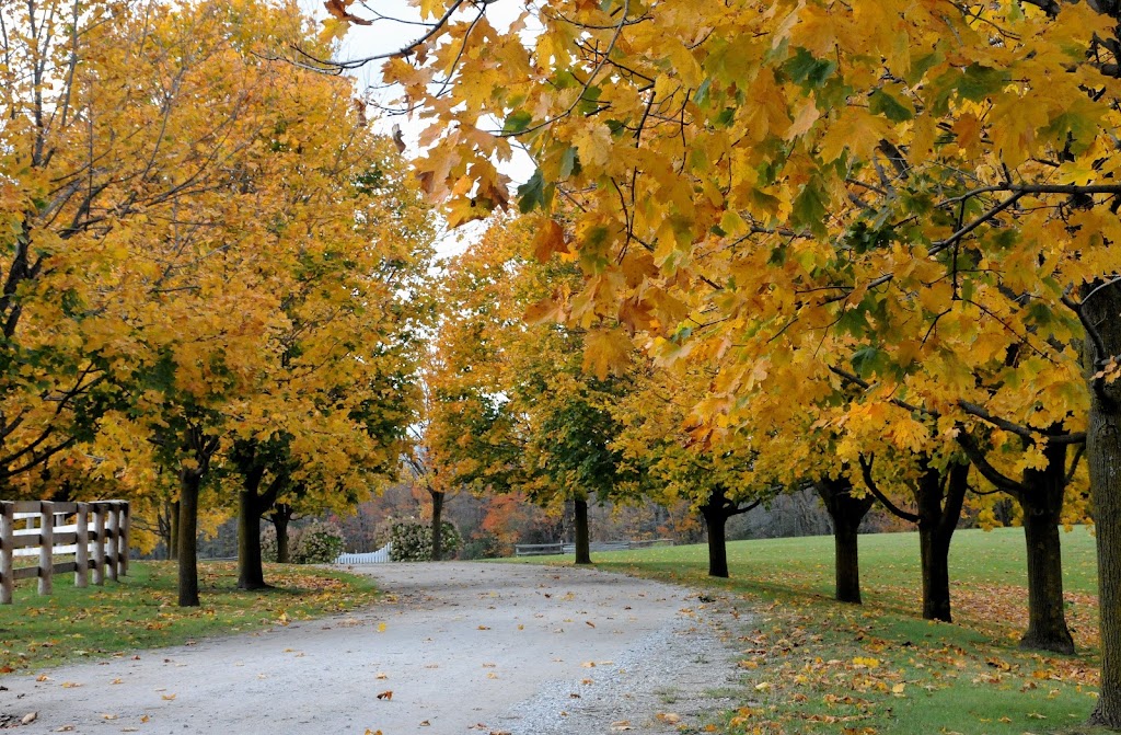 Someday Farm Equestrian Centre | 5192 Winston Churchill Blvd, Erin, ON L0P 1N0, Canada | Phone: (519) 927-9444