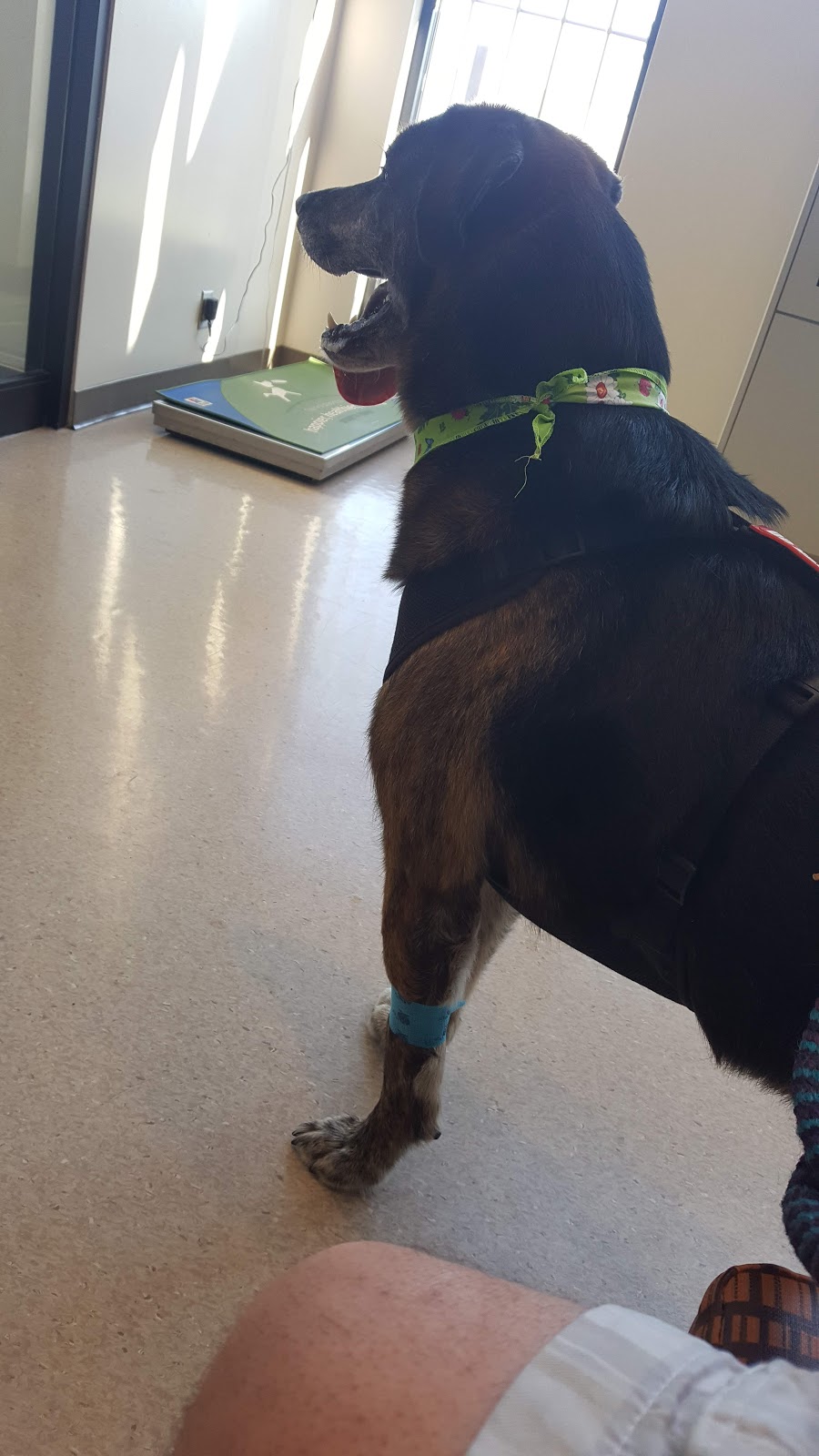McLeod Veterinary Hospital | 880 McLeod Ave, Winnipeg, MB R2G 2T7, Canada | Phone: (204) 661-3334