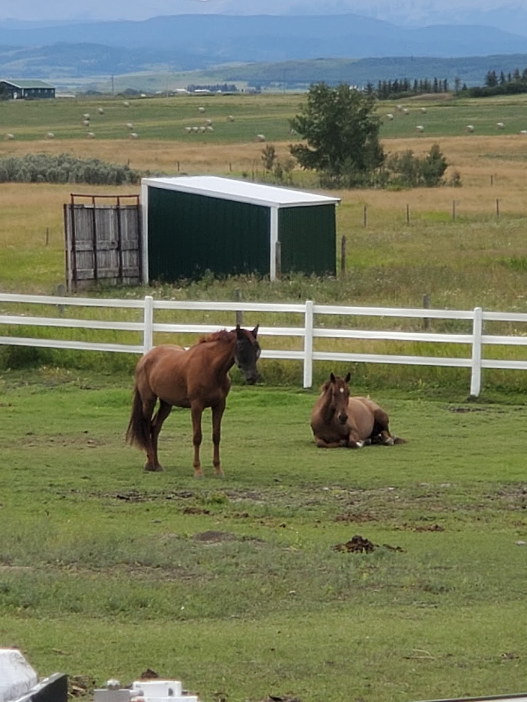 Absolute Show Jumping | Foothills County, AB T0L 0H0, Canada | Phone: (403) 483-8237