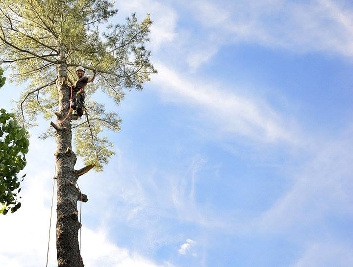 Ground to Crown Tree Services | 4537 Prospect Rd, Kentville, NS B4N 3V8, Canada | Phone: (902) 679-8733