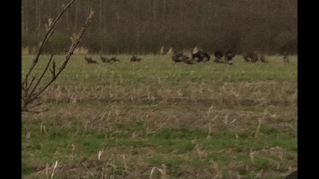 TETRAULT WILDLIFE SANCTUARY | 8510 Chestnut Ridge Rd, Gasport, NY 14067, USA