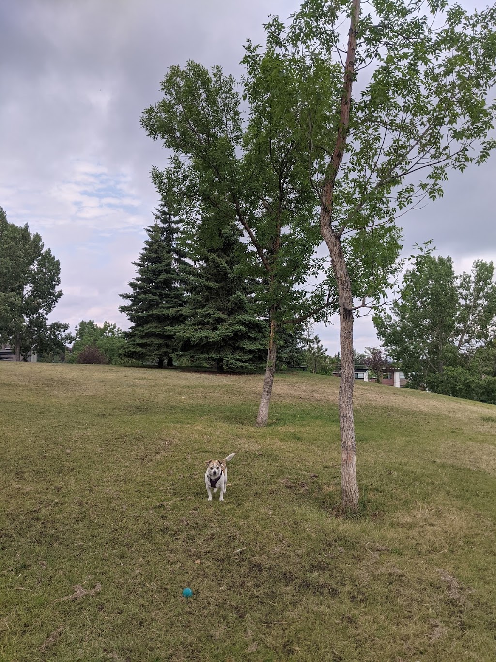 Oliver Quarry Off Leash Dog park | 2303 State Rd SW, Calgary, AB T3C 2M7, Canada | Phone: (403) 246-3535