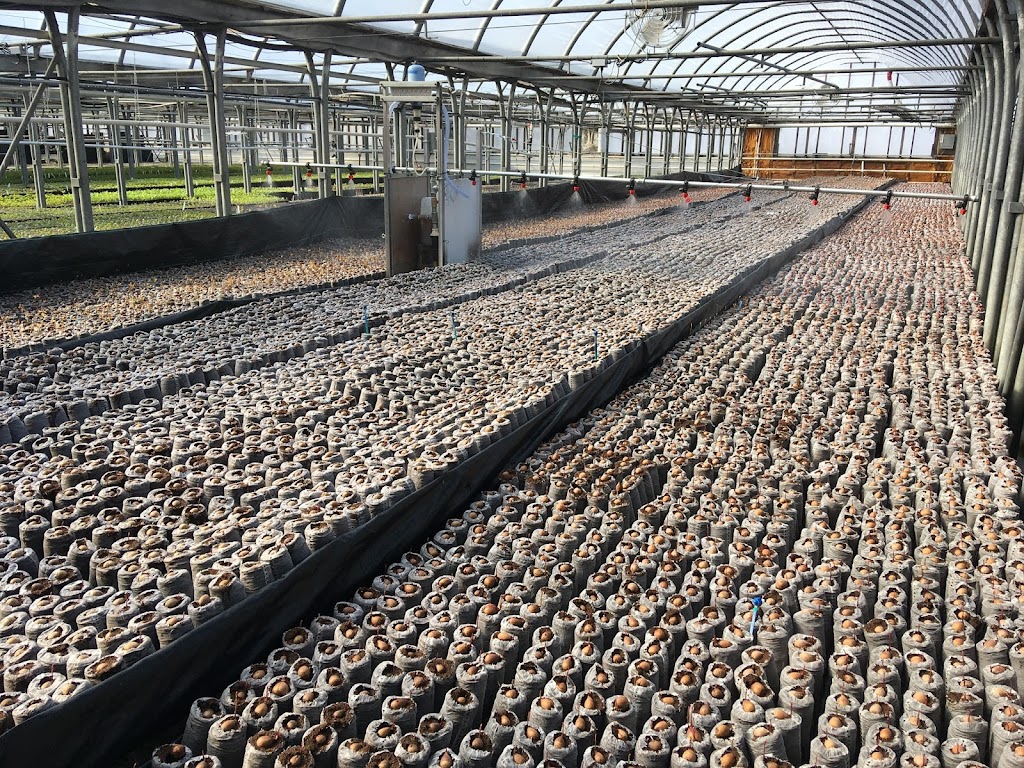 Pépinière Vert Forêt | 1219 Rang Sainte-Rose, Saint-Jude, QC J0H 1P0, Canada | Phone: (450) 792-6443