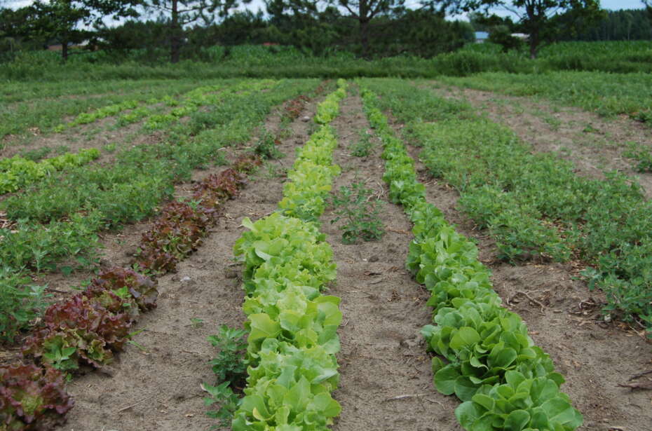 Les Jardins Russell | 1412 Chem. de la Côte Georges, Saint-Roch-de-lAchigan, QC J7K 3C2, Canada | Phone: (514) 560-5680