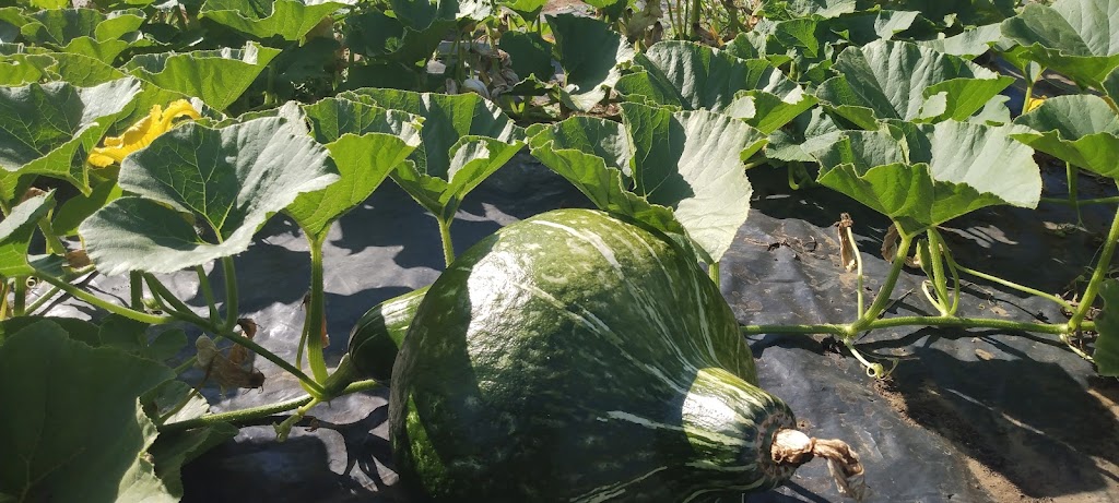 Lens organic squash | Kirby Rd, Courtenay, BC V9J 1T3, Canada | Phone: (778) 585-9826