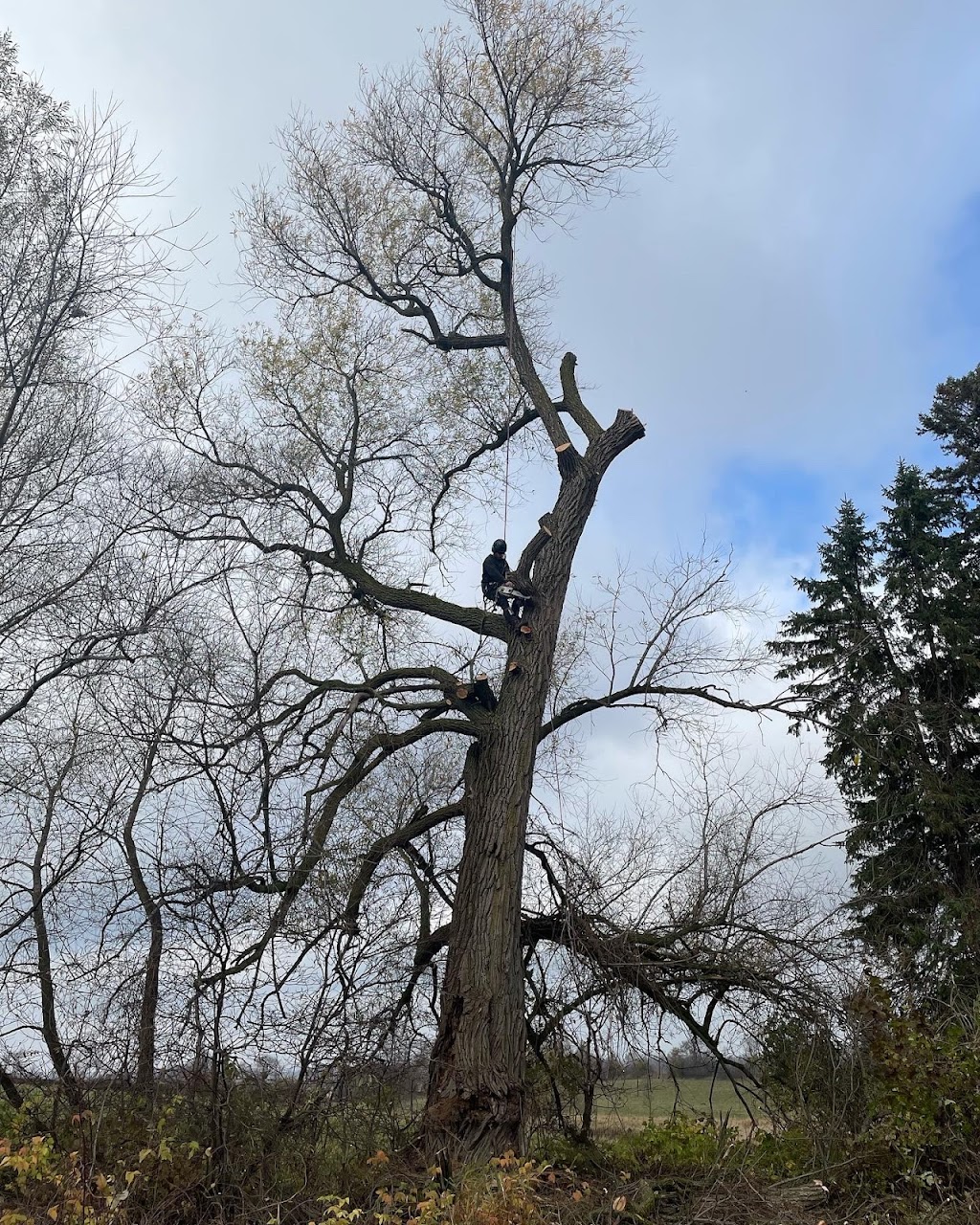 Tober Tree Management LTD | 312069 Hwy 6, Ayton, ON N0G 1C0, Canada | Phone: (226) 974-5278