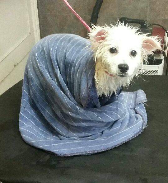 Country Dog House Grooming Salon | 864 Innisfil Beach Rd, Innisfil, ON L9S 2C2, Canada | Phone: (705) 431-4050