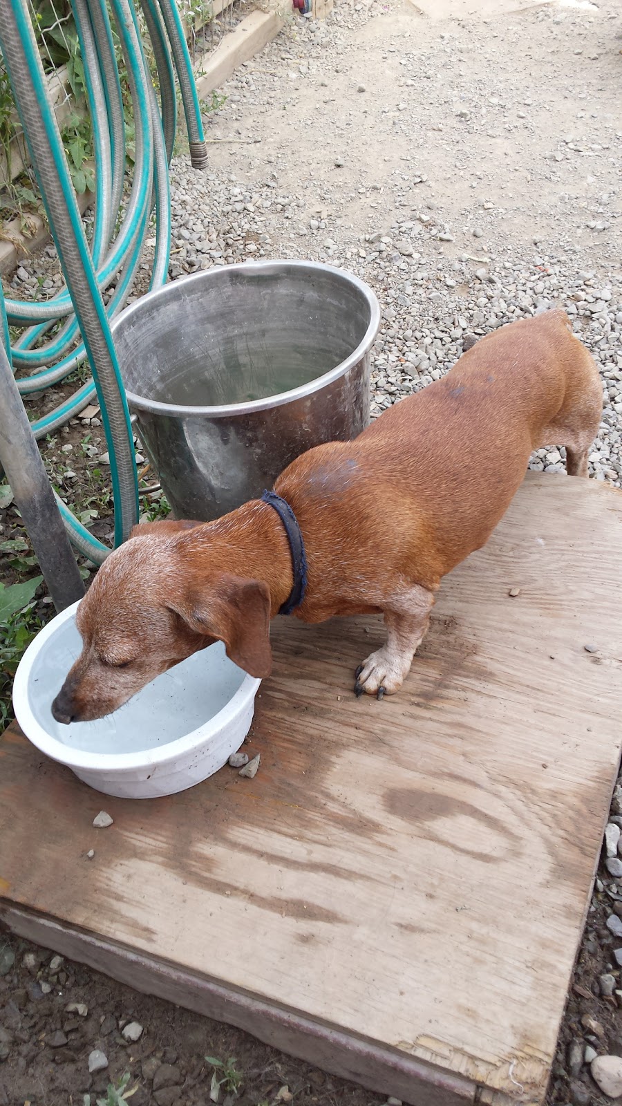 Angels Animal Rescue Society | 2460 Torgerson Rd, Merritt, BC V1K 1B8, Canada | Phone: (250) 378-5223
