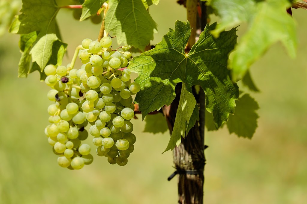 Northshore Grapevine Nursery | 1340 County Rd 13, Harrow, ON N0R 1G0, Canada | Phone: (519) 324-1324