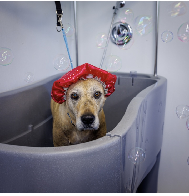 Doggy Styling | 161 Power Rd, Cardigan, PE C0A 1G0, Canada | Phone: (902) 326-8696