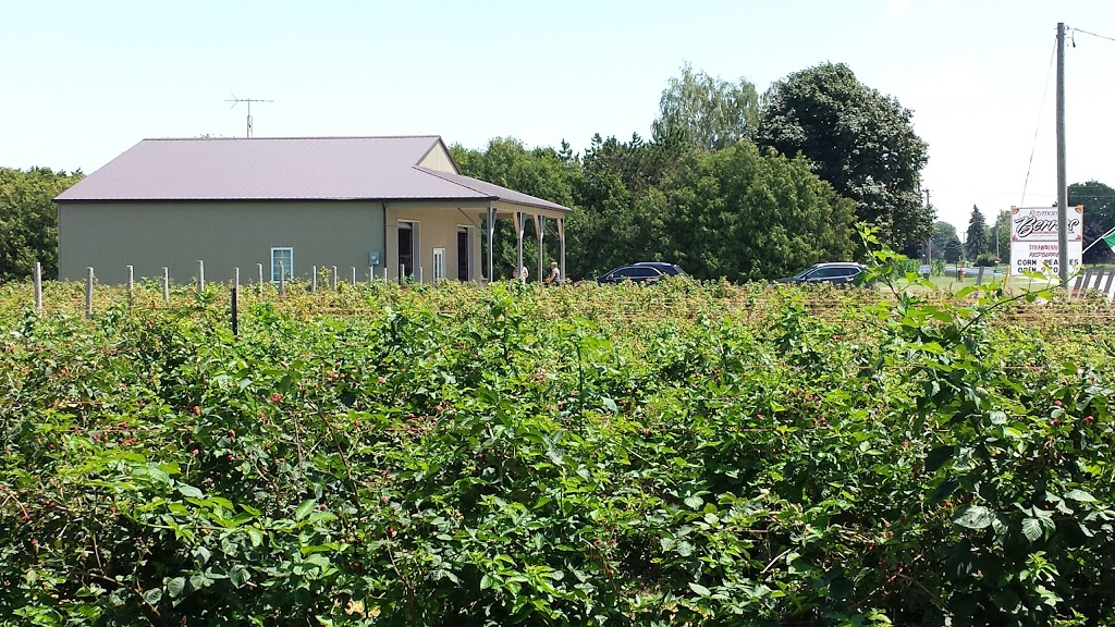 Raymonts Berry Farm | 445 Essex Road 14, Cottam, ON N0R 1B0, Canada | Phone: (519) 839-5422