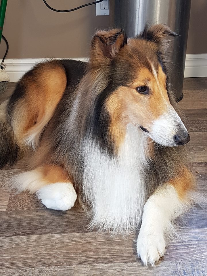 PetSmart | 544 Bayfield St, Barrie, ON L4M 5A2, Canada | Phone: (705) 739-1270