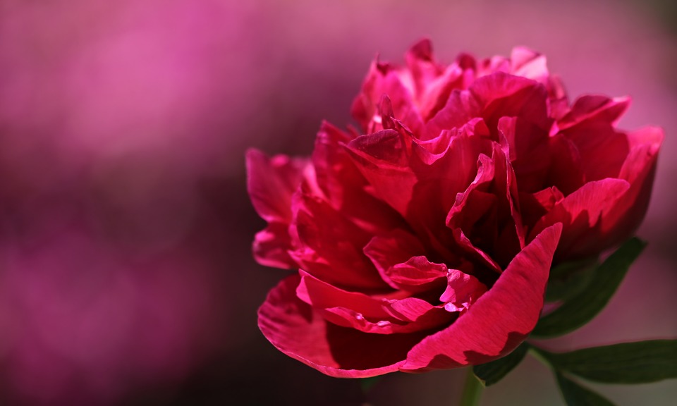 Crown Floral Boutique | 900 Watters Rd, Orléans, ON K4A 0B4, Canada | Phone: (613) 841-7770