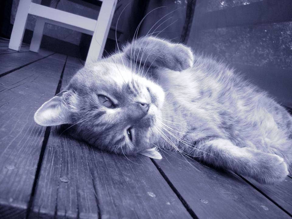 Veterinary Clinic Lachine | 1295 Rue Provost, Lachine, QC H8S 1N7, Canada | Phone: (514) 634-4190