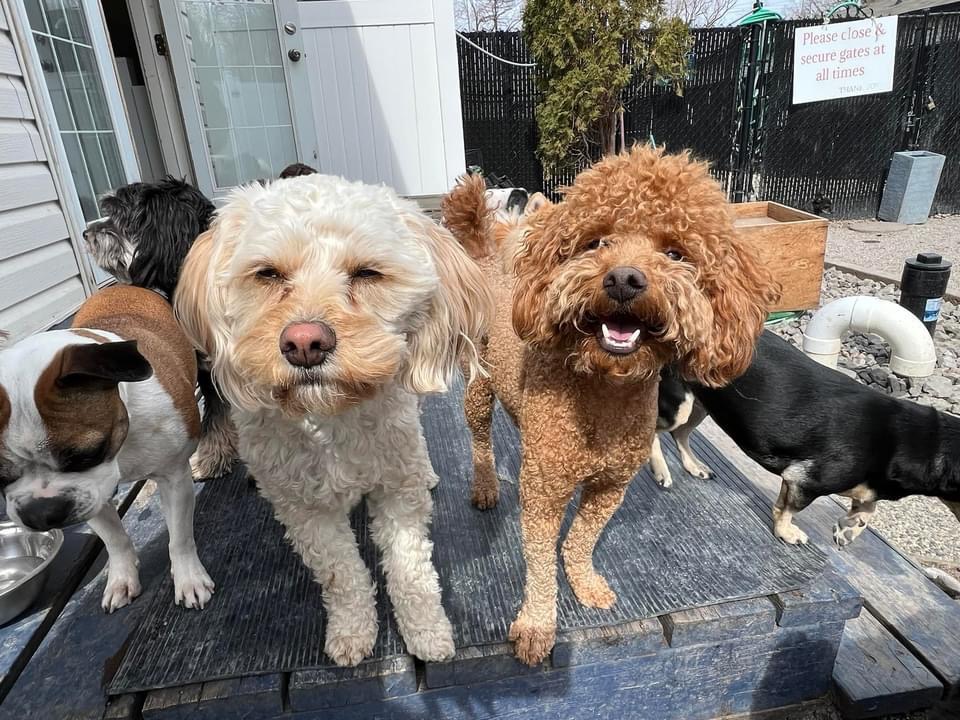 The Second Pup | 7030 2 Ave SW, Edmonton, AB T6X 1A3, Canada | Phone: (780) 708-5486