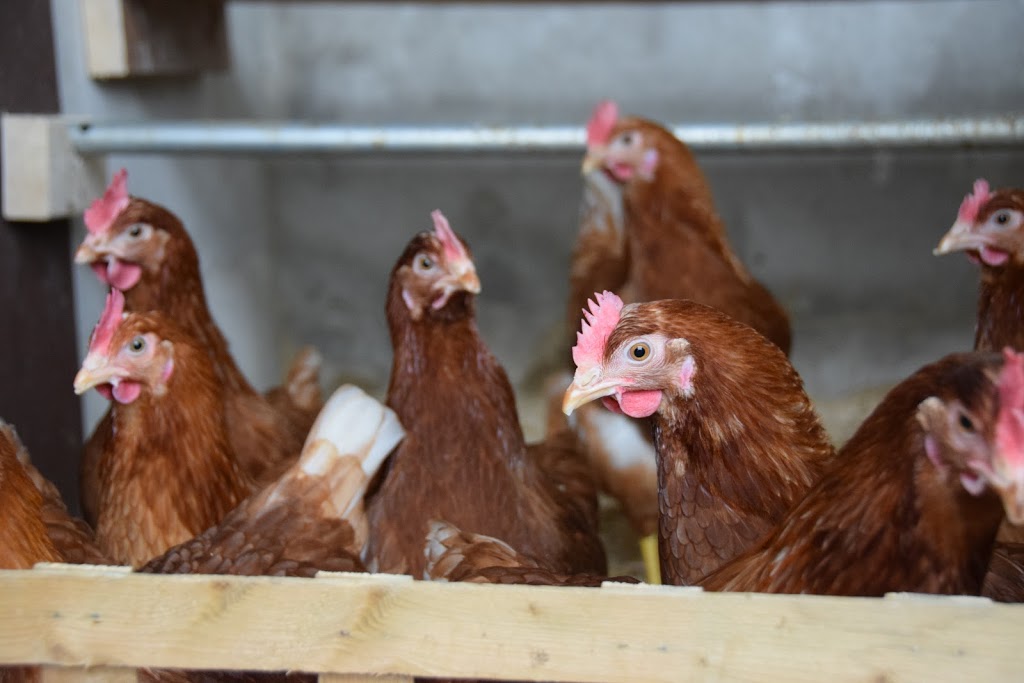 ForeverGreen Acres | 4363 Perth County Rd 119, Stratford, ON N5A 6S2, Canada | Phone: (226) 921-7868