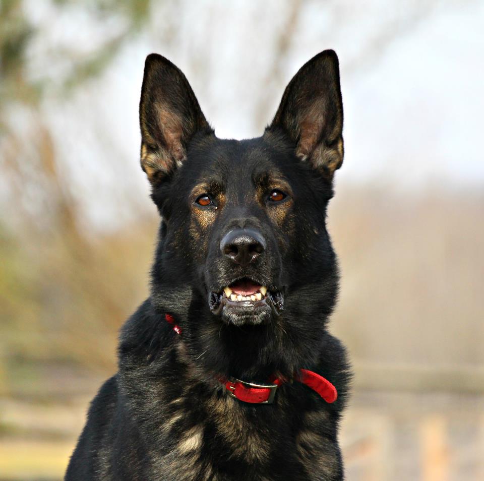Von Rothhaus German Shepherds | 45421 Spencetown Rd, Fordwich, ON N0G 1V0, Canada | Phone: (519) 291-8222