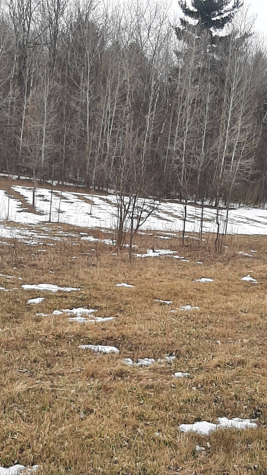 Land of the dancing deer | 1208 3rd Line, Ohsweken, ON N0A 1M0, Canada | Phone: (226) 583-5119