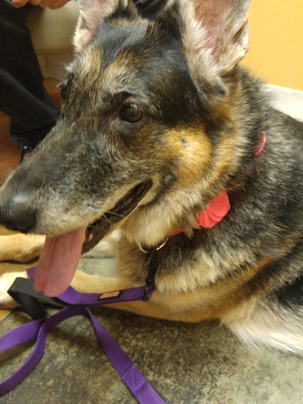 Victoria Road Animal Hospital | 222 Victoria Rd S, Guelph, ON N1E 5R1, Canada | Phone: (519) 763-9990