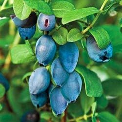 Pépinière Jean Gagné | 19 Rue Langlois, Saint-Lambert-de-Lauzon, QC G0S 2W0, Canada | Phone: (418) 889-9161