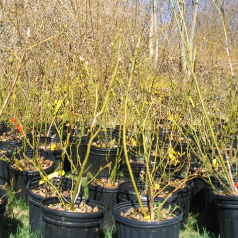 Harjasjot blueberry farm | 26070 36 Ave, Aldergrove, BC V4W 2A7, Canada | Phone: (778) 551-0155