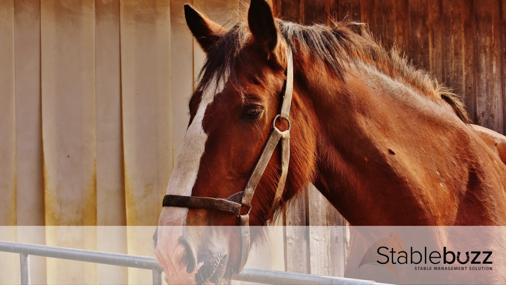 Stablebuzz | 34077 Gladys Ave #320, Abbotsford, BC V2S 2E8, Canada | Phone: (888) 792-1117