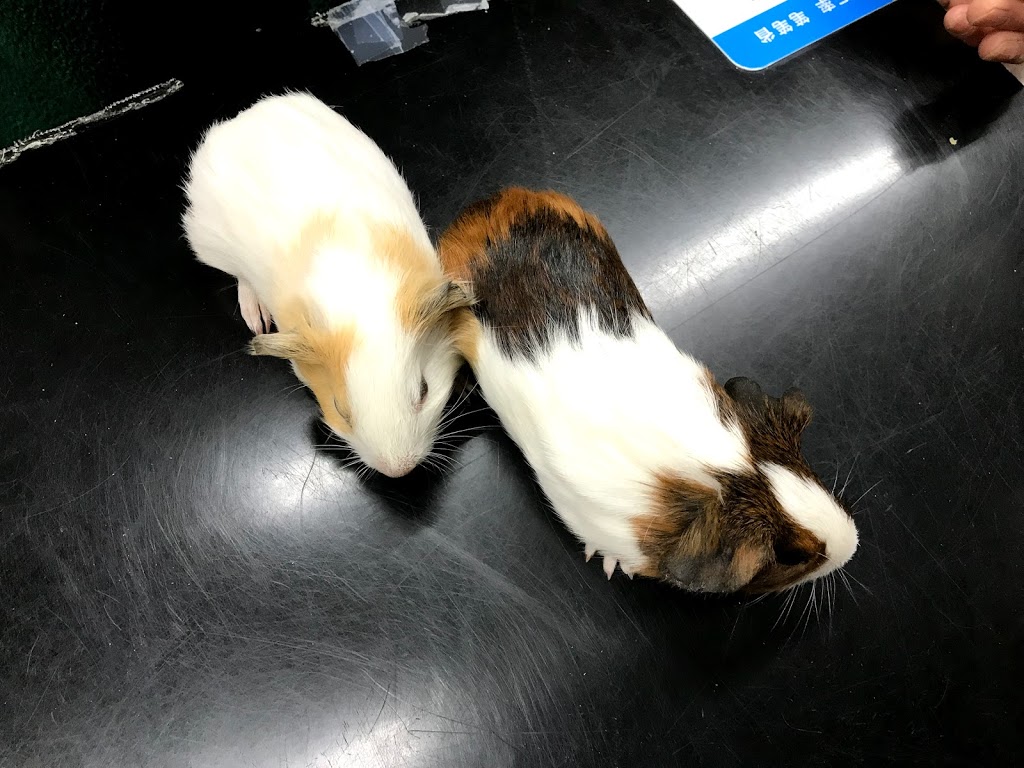 King Ed Pet Centre Ltd | 7377 Kingsway, Burnaby, BC V3N 3B8, Canada | Phone: (604) 525-4955