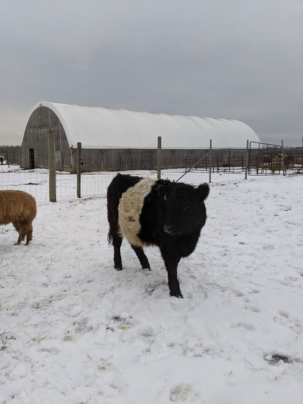 Big Curve Acres Farm | 65 11 Line N, Hawkestone, ON L0L 1T0, Canada | Phone: (705) 487-2000
