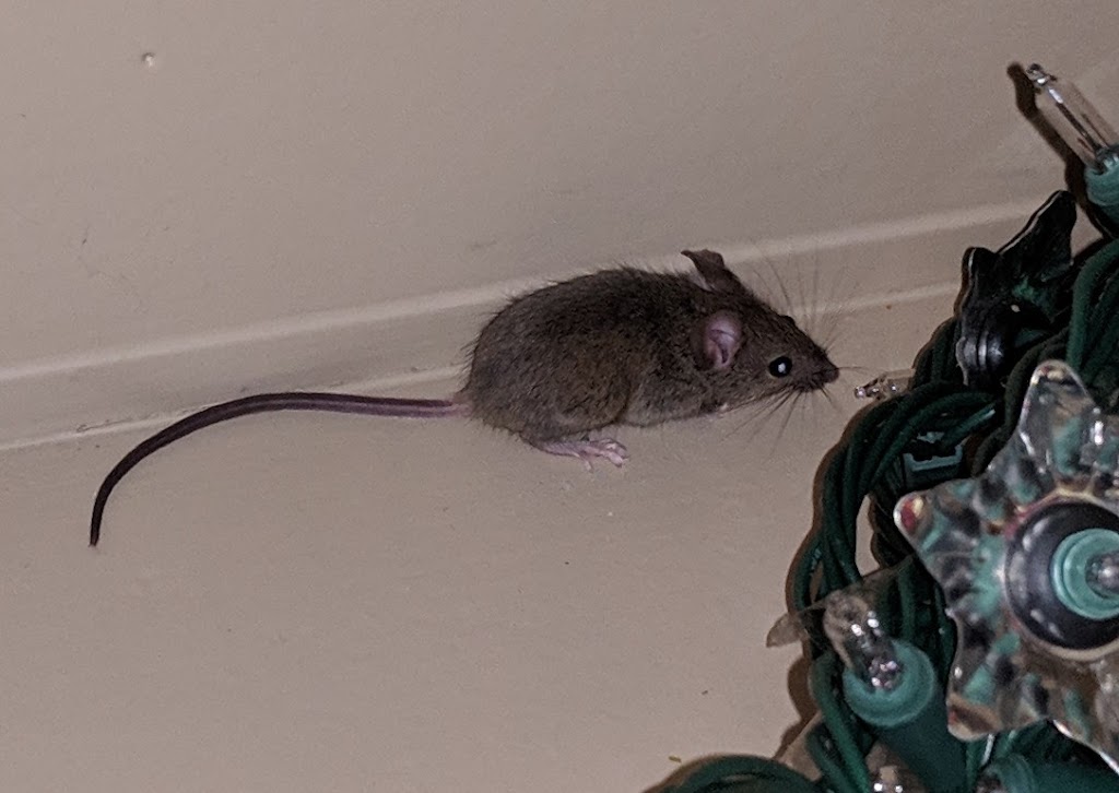 DSA Pest Control / Exterminators | 5239 53 Ave, Mundare, AB T0B 3H0, Canada | Phone: (780) 800-0791