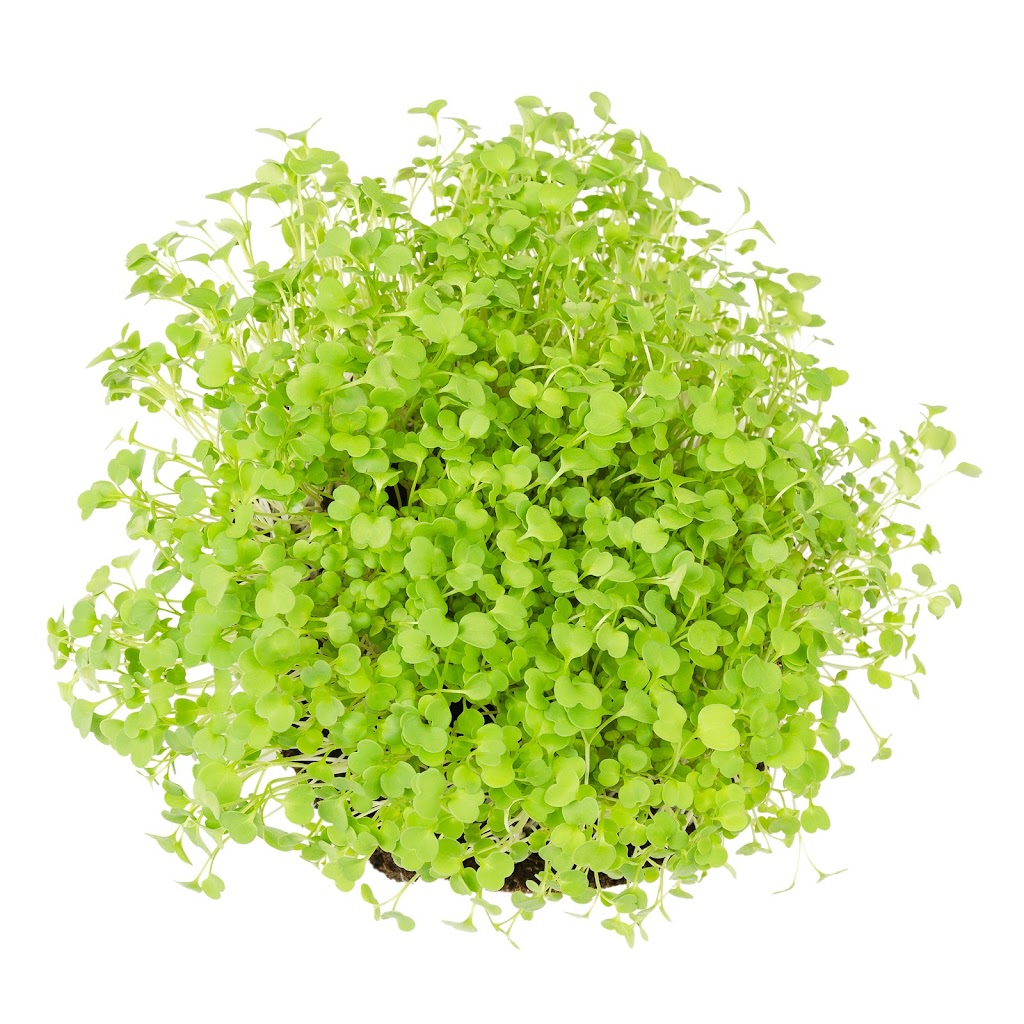 A&S Microgreens | 4144 St Catherines Dr #1, Cobble Hill, BC V0R 1L3, Canada | Phone: (250) 710-6135