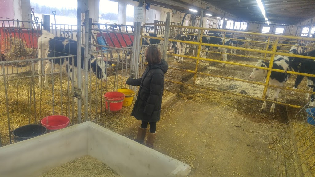 Crovalley Holsteins | 918 River Rd, Hastings, ON K0L 1Y0, Canada | Phone: (705) 931-5292