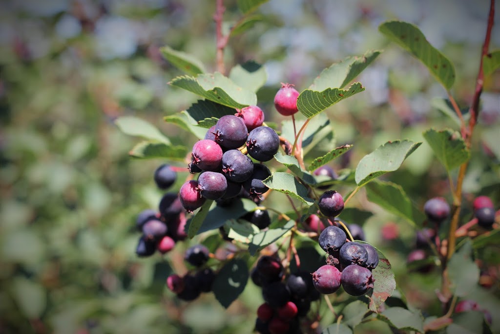 Ol Mill Berries | Box 277, QuAppelle St, QuAppelle, SK S0G 4A0, Canada | Phone: (306) 209-0442