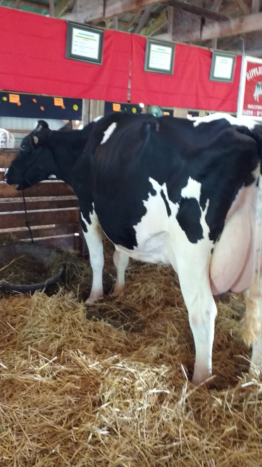 Napanee Fair | 170 York St, Napanee, ON K7R 3N8, Canada | Phone: (613) 354-5264