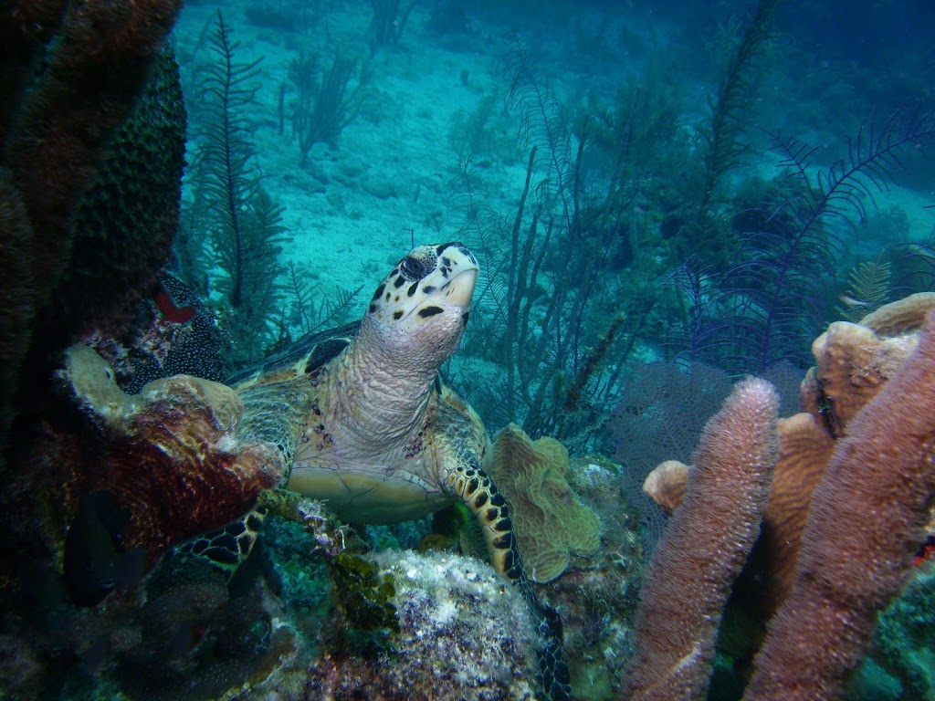 Aqua-Nuts Diving | 5355 56 St, Rocky Mountain House, AB T4T 1H4, Canada | Phone: (403) 846-3914