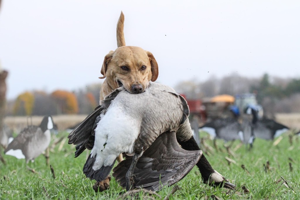 APEX Waterfowling | 2500 Roger Stevens Dr, North Gower, ON K0A 2T0, Canada | Phone: (613) 453-8224