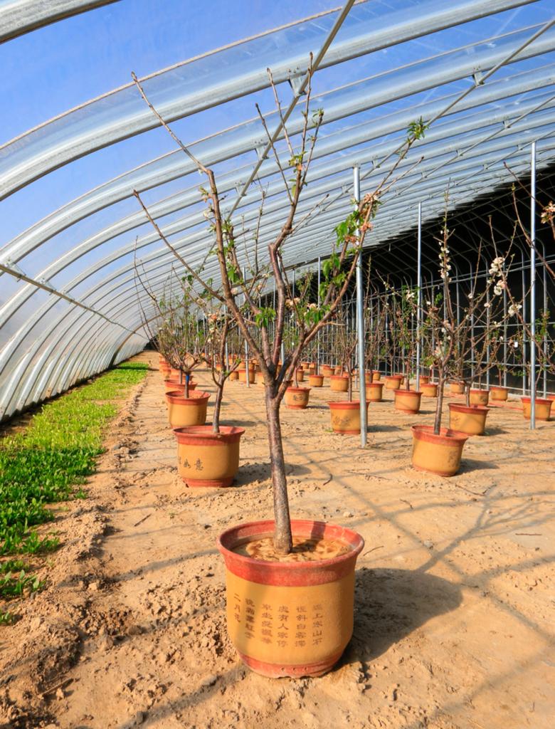 Freshi Greenhouses Ltd | 59360 Range Rd 191, Waskatenau, AB T0A 3P0, Canada | Phone: (780) 982-8831