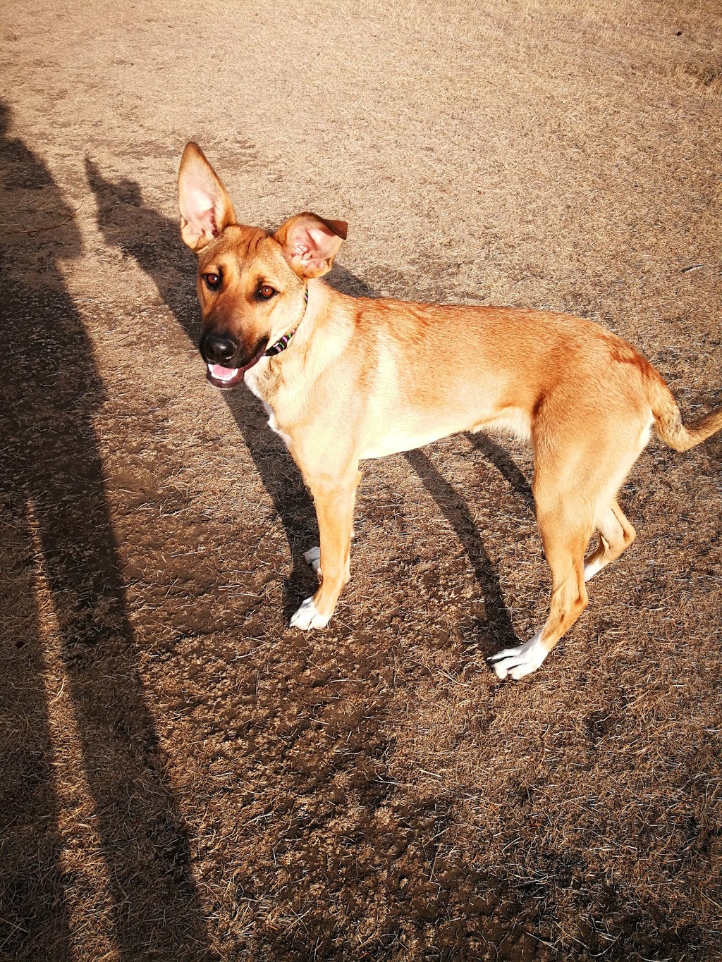 Off leash Park | Braeside, Calgary, AB T2W 1R9, Canada