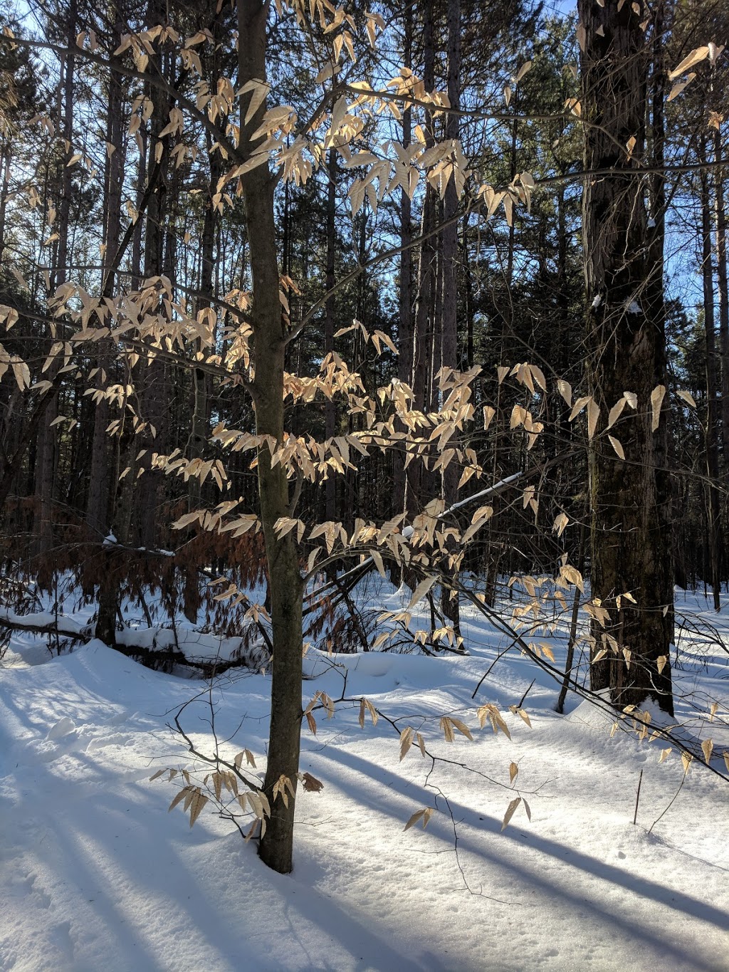 Grenfell Glen Park | Merivale Gardens - Grenfell Glen - Pineglen - Country Place, Ottawa, ON K2G, Canada
