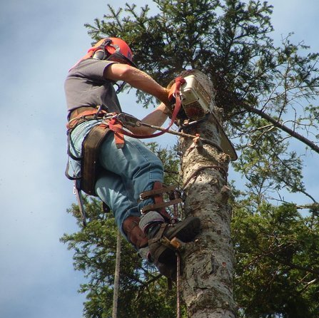 Harbourview Tree Experts | 6674 Rey Rd, Victoria, BC V8Y 1V2, Canada | Phone: (250) 704-9143
