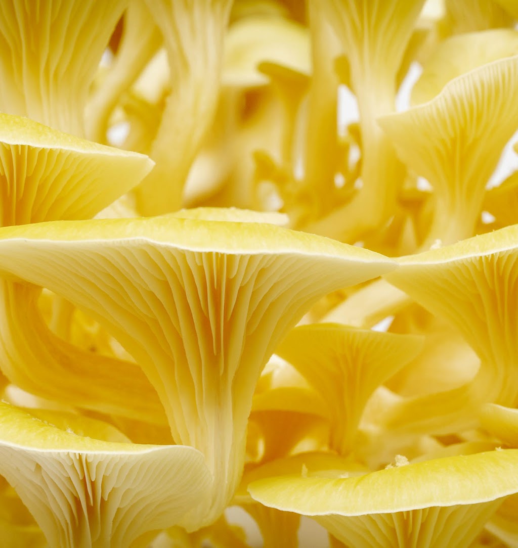 Capital Mushrooms | 319 Van Dusen Ave, Dundalk, ON N0C 1B0, Canada | Phone: (226) 341-6002