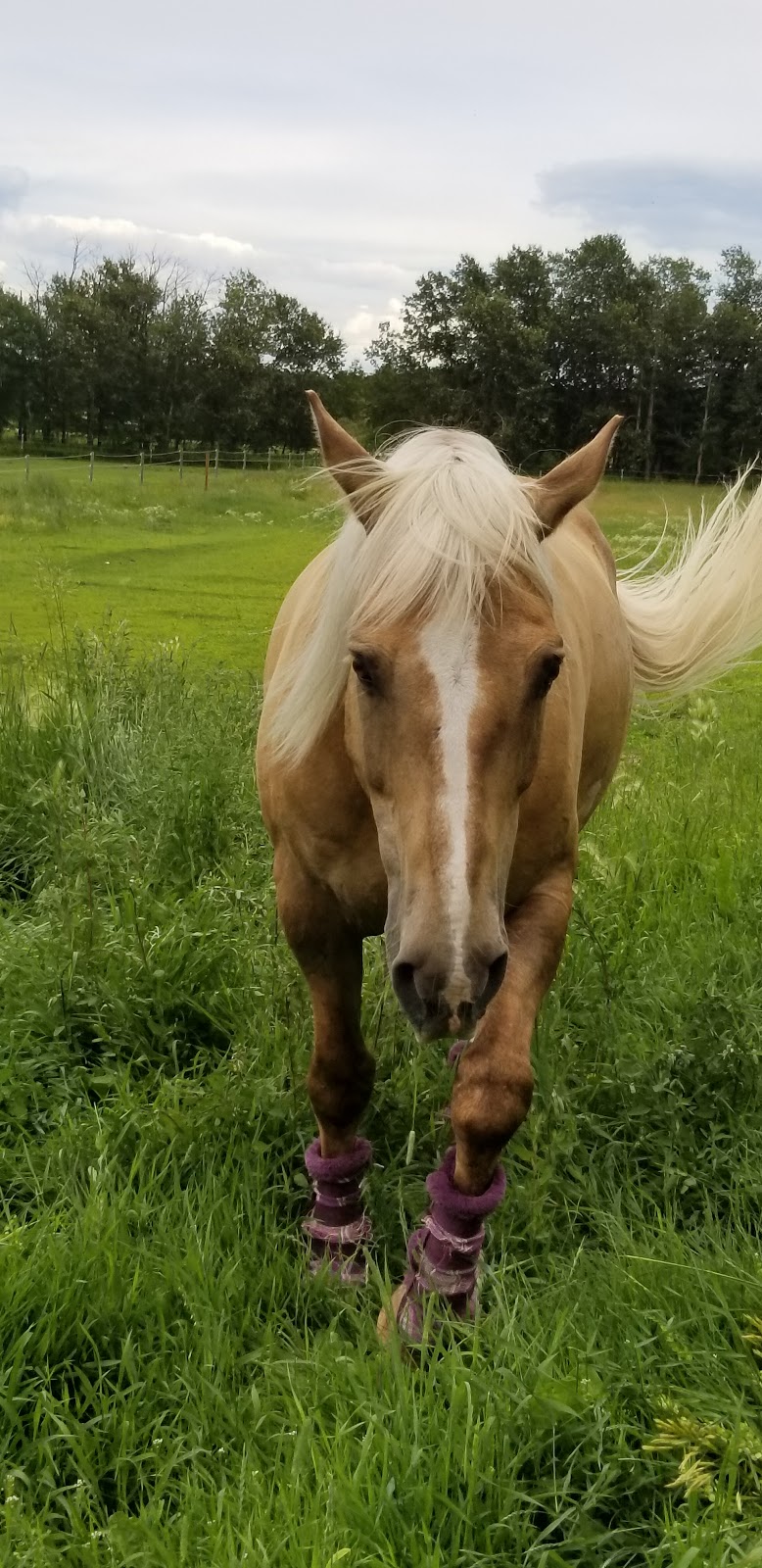 Superior Equestrian Center | Highway 206 - 66120, MB R0E 1J0, Canada | Phone: (204) 791-9800