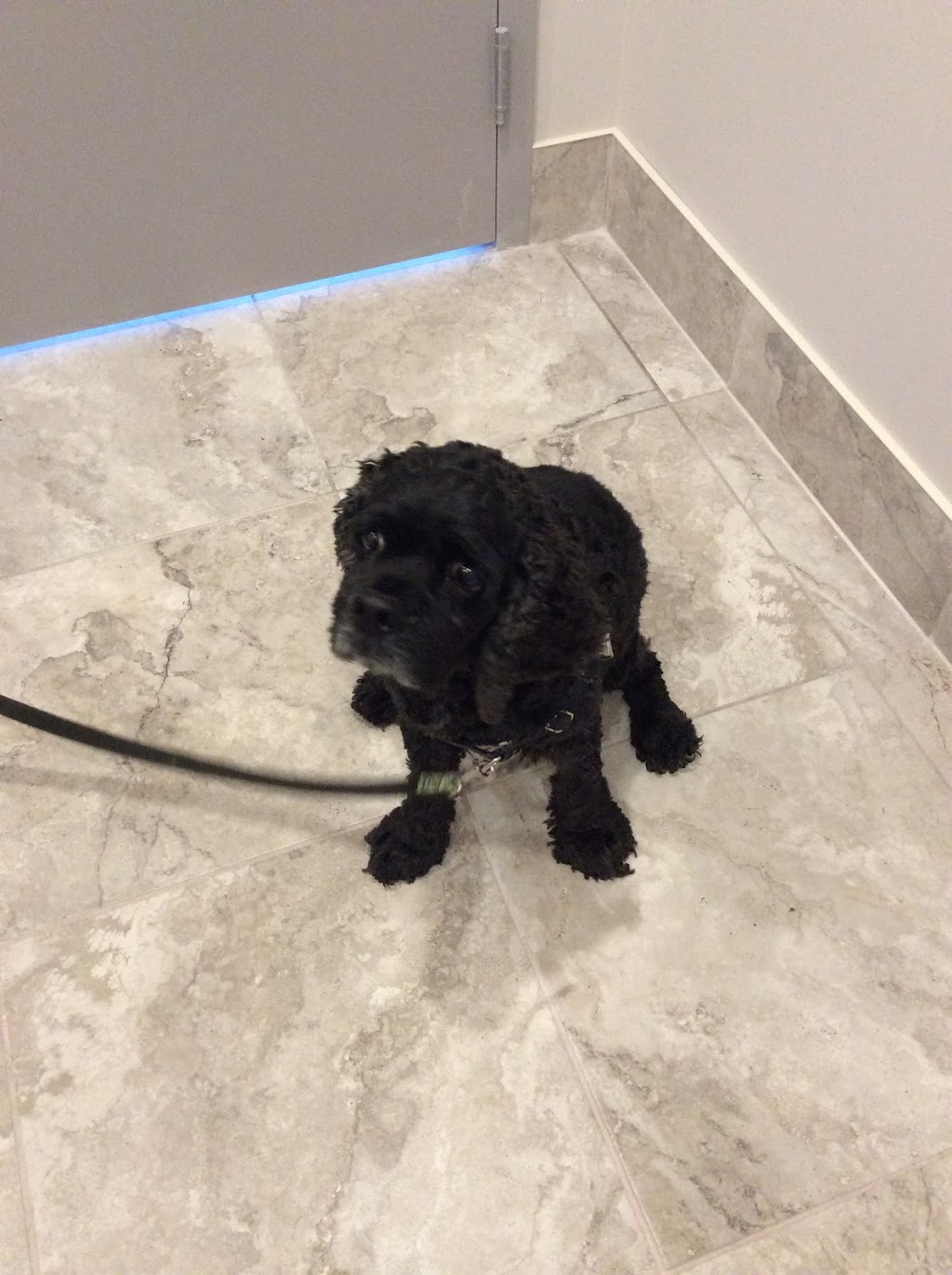 Eagleson Veterinary Clinic | 46-500 Eagleson Rd, Kanata, ON K2L 2X1, Canada | Phone: (613) 383-8381