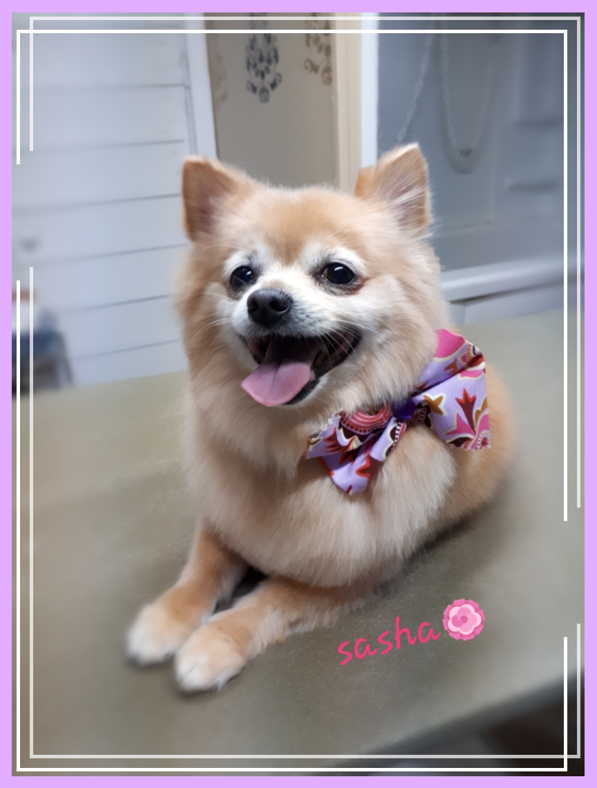 Lassie Salon | 9 Frier St, Moncton, NB E1A 4L7, Canada | Phone: (506) 852-4446