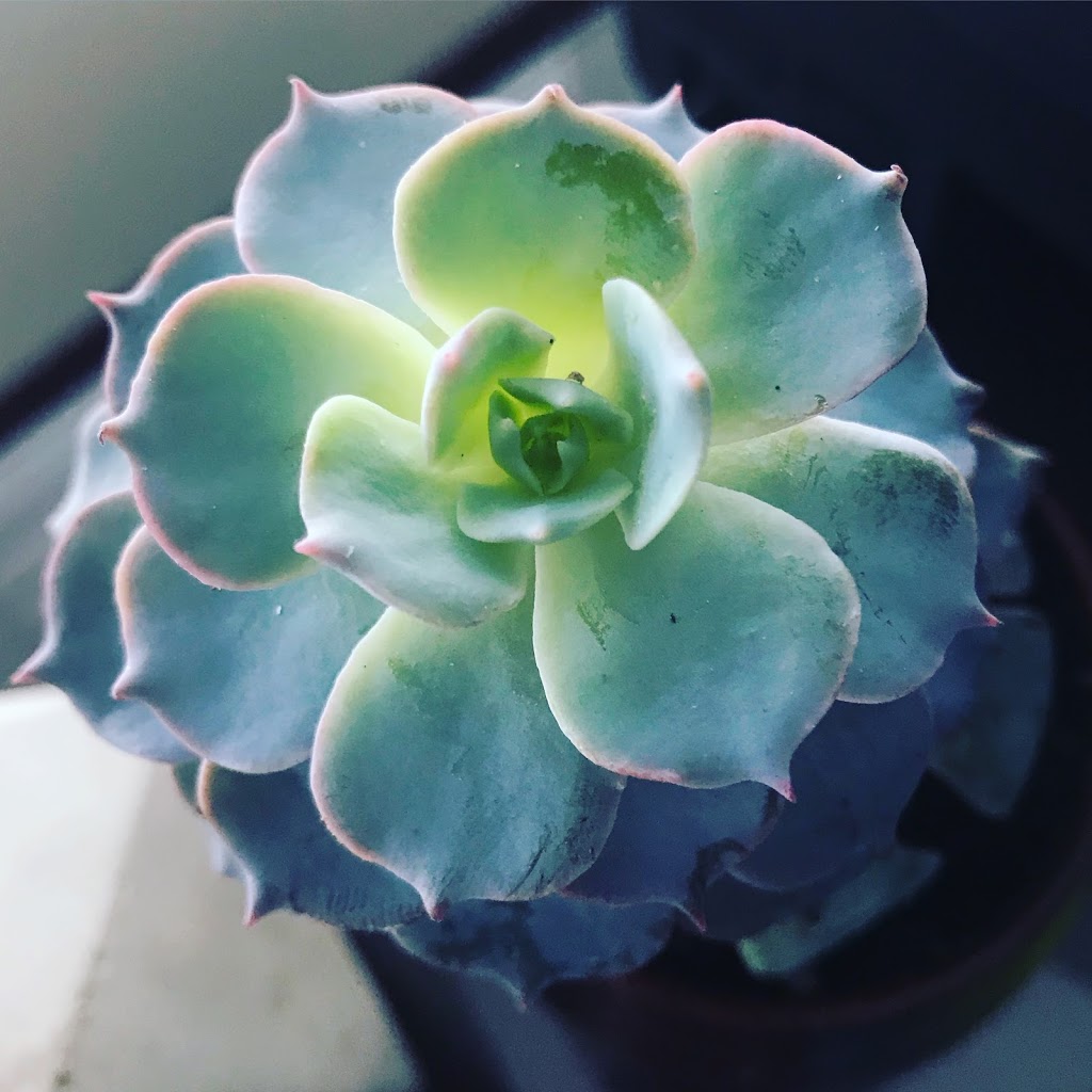 Cobblestone Garden Centre | 10300 17 Ave SE, Calgary, AB T1X 0L4, Canada | Phone: (403) 273-4760